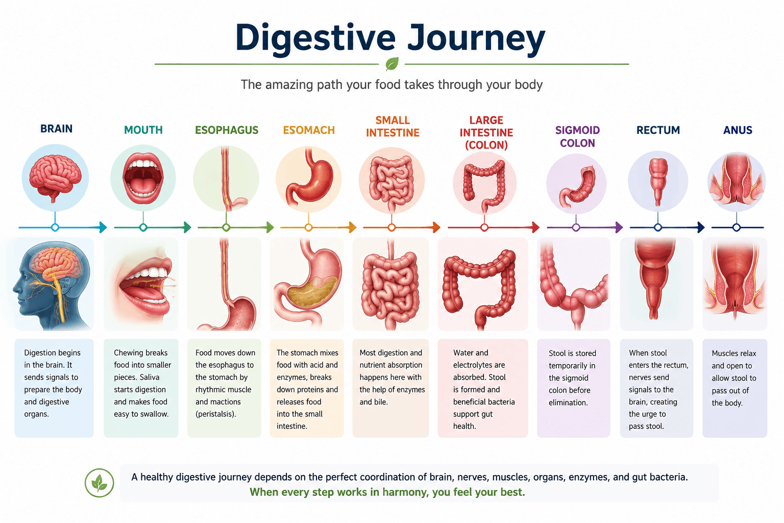 The process of digestion step by step — the digestive journey of food from the brain and mouth through the esophagus, stomach, small intestine, large intestine, sigmoid colon and rectum to the anus
